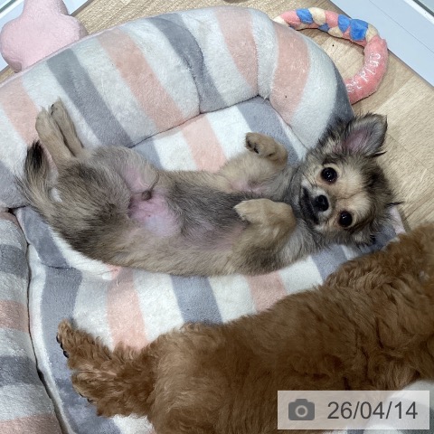 東京都のチワワ(ロング) (ペットプラス 立川高島屋S.C.店/2026年1月19日生まれ/男の子/フォーン)の子犬の4枚目の画像