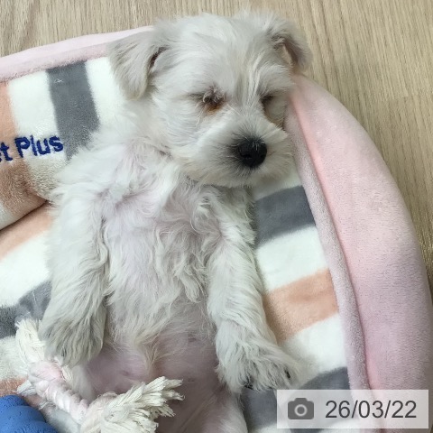 東京都のミニチュアシュナウザー (ペットプラス 多摩平の森店/2026年1月17日生まれ/男の子/ホワイト)の子犬の4枚目の画像