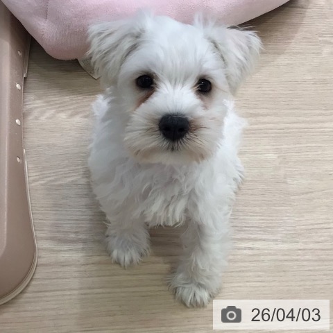 東京都のミニチュアシュナウザー (ペットプラス 多摩平の森店/2026年1月17日生まれ/男の子/ホワイト)の子犬の3枚目の画像