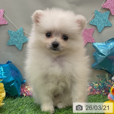 ポメラニアンの写真