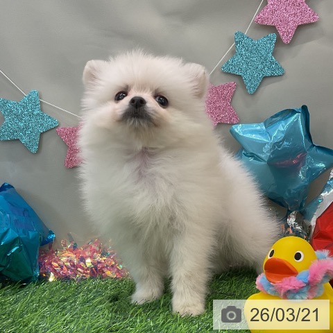 ポメラニアンの写真