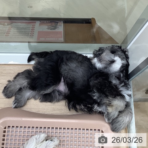 東京都のミニチュアシュナウザー (ペットプラス 日の出店/2026年1月19日生まれ/男の子/ソルトペッパー)の子犬の3枚目の画像