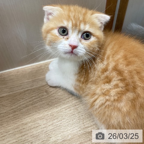 埼玉県のスコティッシュフォールド (ペットプラス ららぽーと富士見店/2026年1月15日生まれ/男の子/レッドタビーホワイト)の子猫の4枚目の画像