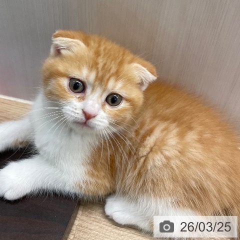 埼玉県のスコティッシュフォールド (ペットプラス ららぽーと富士見店/2026年1月15日生まれ/男の子/レッドタビーホワイト)の子猫の3枚目の画像