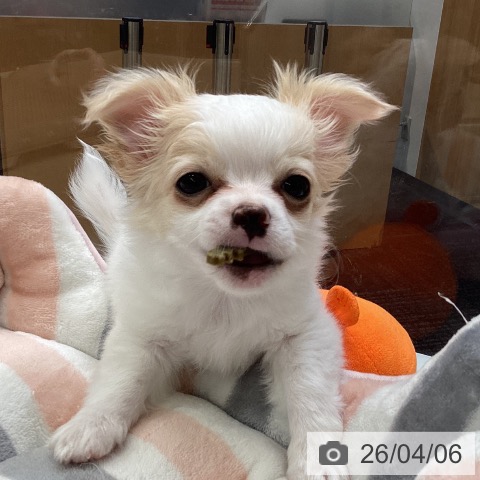 神奈川県のチワワ(ロング) (ペットプラス 新百合丘店/2026年1月16日生まれ/男の子/ホワイトクリーム)の子犬の3枚目の画像