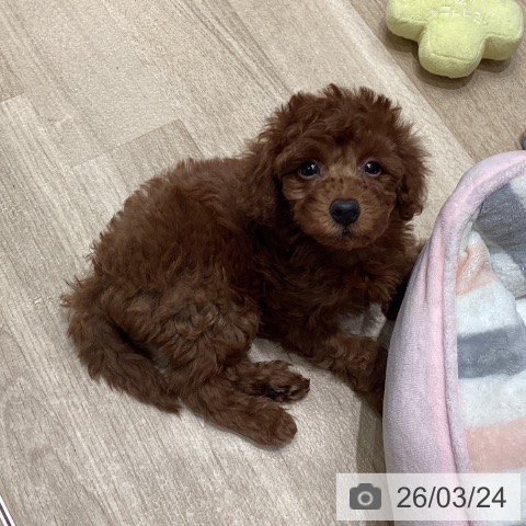 東京都のトイプードル(トイ) (ペットプラス 立川高島屋S.C.店/2026年1月21日生まれ/男の子/レッド)の子犬の4枚目の画像