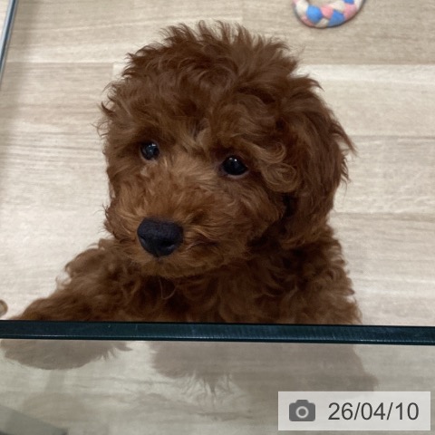 東京都のトイプードル(トイ) (ペットプラス 立川高島屋S.C.店/2026年1月21日生まれ/男の子/レッド)の子犬の3枚目の画像