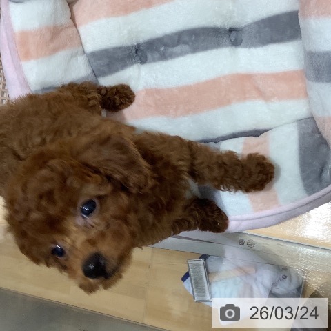 トイ・プードルの写真