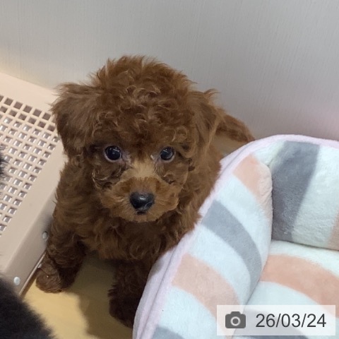 トイ・プードルの写真