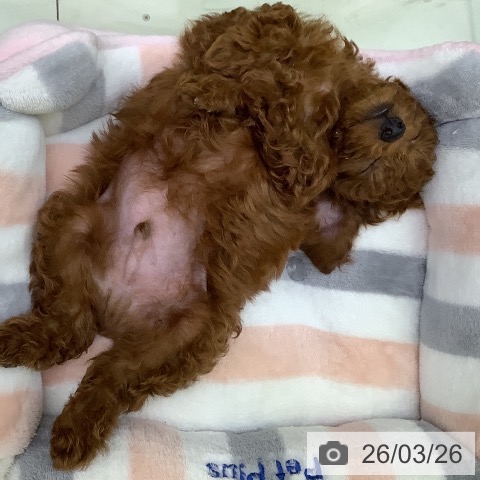 トイ・プードルの写真