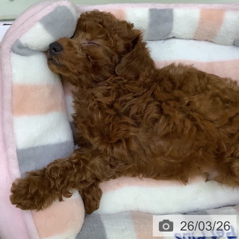 トイ・プードルの写真