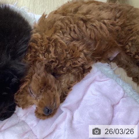 トイ・プードルの写真