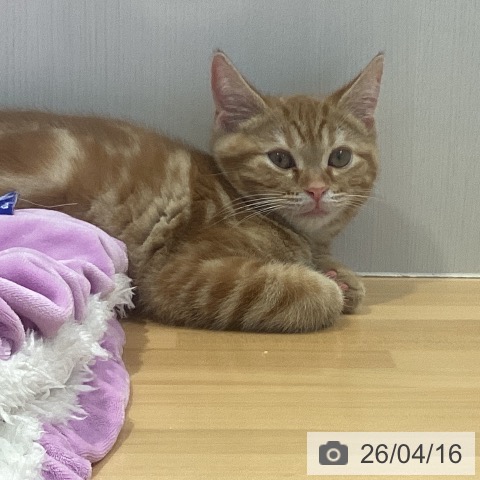 神奈川県のアメリカンショートヘアー (ペットプラス ビアレ横浜店/2026年1月20日生まれ/男の子/レッドタビー)の子猫の4枚目の画像