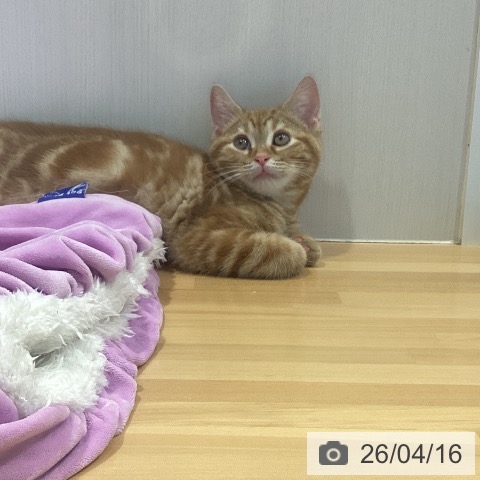 神奈川県のアメリカンショートヘアー (ペットプラス ビアレ横浜店/2026年1月20日生まれ/男の子/レッドタビー)の子猫の3枚目の画像