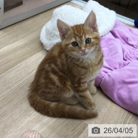 福島県のアメリカンショートヘアー (ペットプラス 福島店/2026年1月20日生まれ/女の子/レッドタビー)の子猫の4枚目の画像