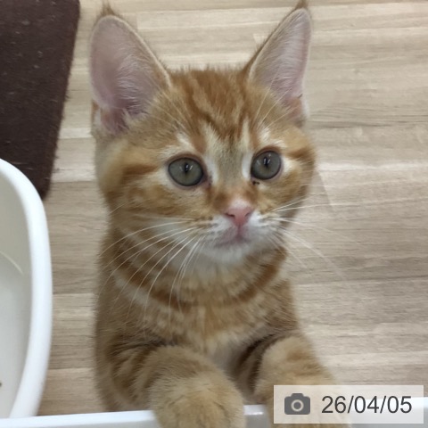 福島県のアメリカンショートヘアー (ペットプラス 福島店/2026年1月20日生まれ/女の子/レッドタビー)の子猫の3枚目の画像