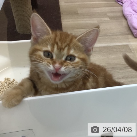 福島県のアメリカンショートヘアー (ペットプラス 福島店/2026年1月20日生まれ/女の子/レッドタビー)の子猫の3枚目の画像