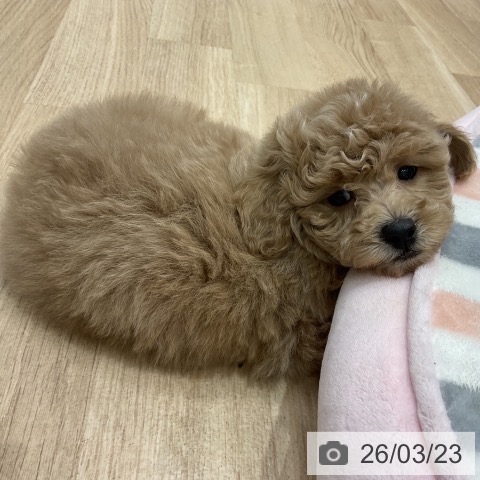 トイ・プードルの写真