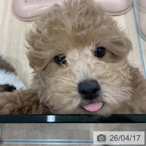 群馬県のトイプードル(トイ) (ペットプラス イオンモール太田店/2026年1月21日生まれ/男の子/ペールフォーン)の子犬の3枚目の画像