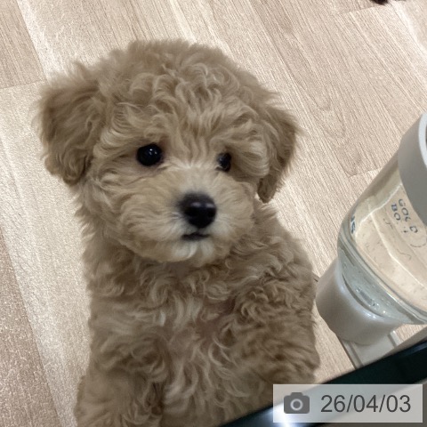 宮城県のトイプードル(トイ) (ペットプラス 仙台上杉店/2026年1月21日生まれ/男の子/ペールフォーン)の子犬の4枚目の画像