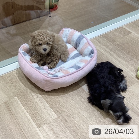 宮城県のトイプードル(トイ) (ペットプラス 仙台上杉店/2026年1月21日生まれ/男の子/ペールフォーン)の子犬の3枚目の画像