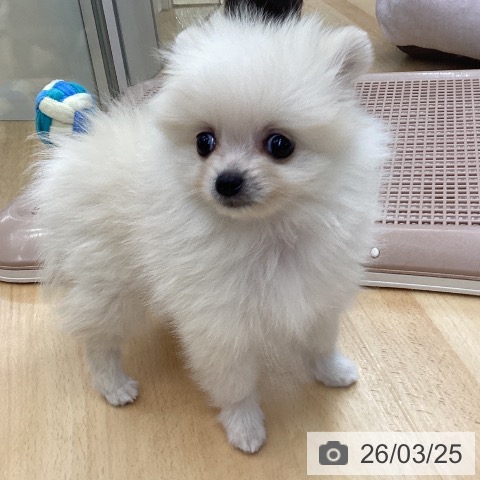 ポメラニアンの写真