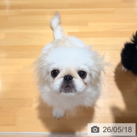 ペキニーズの写真