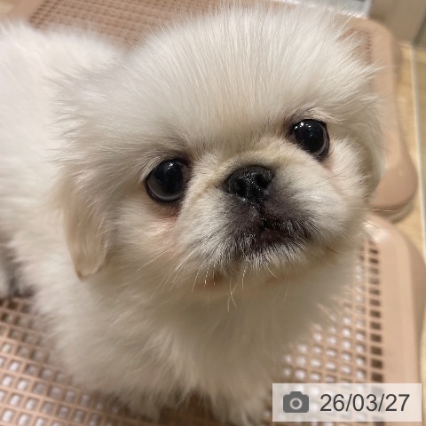 長野県のペキニーズ (ペットプラス 須坂店/2026年1月18日生まれ/男の子/ホワイト)の子犬の3枚目の画像