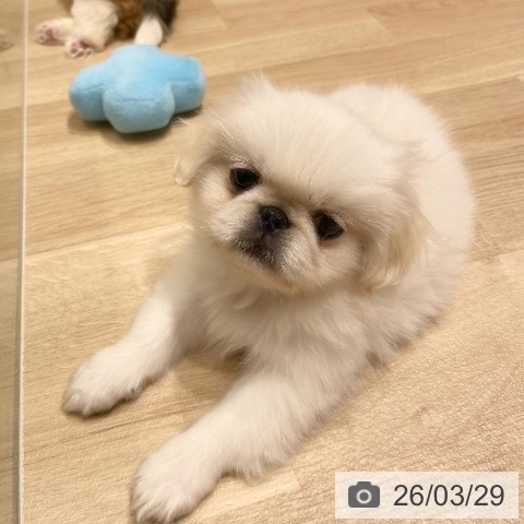 埼玉県のペキニーズ (ペットプラス 与野店/2026年1月18日生まれ/男の子/ホワイト)の子犬の3枚目の画像