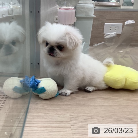 ペキニーズの写真