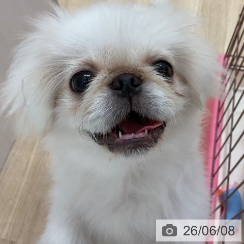 長野県のペキニーズ (ペットプラス 上田店/2026年1月18日生まれ/男の子/ホワイト)の子犬の3枚目の画像