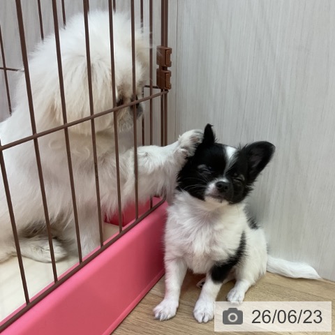 長野県のペキニーズ (ペットプラス 上田店/2026年1月18日生まれ/男の子/ホワイト)の子犬の3枚目の画像