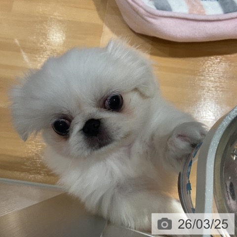 ペキニーズの写真