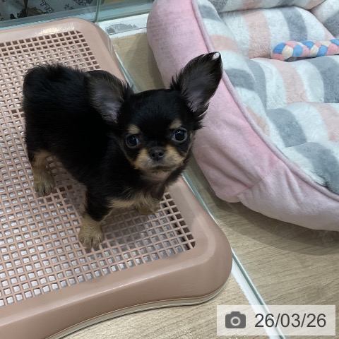 埼玉県のチワワ(ロング) (ペットプラス ららぽーと新三郷店/2026年1月21日生まれ/男の子/ブラックタン)の子犬の3枚目の画像