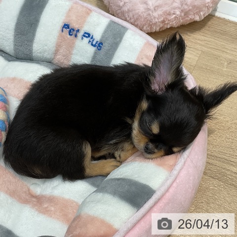 埼玉県のチワワ(ロング) (ペットプラス ららぽーと新三郷店/2026年1月21日生まれ/男の子/ブラックタン)の子犬の4枚目の画像