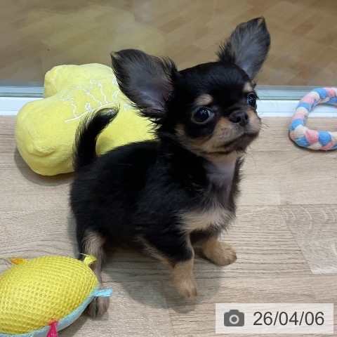 埼玉県のチワワ(ロング) (ペットプラス ららぽーと新三郷店/2026年1月21日生まれ/男の子/ブラックタン)の子犬の3枚目の画像