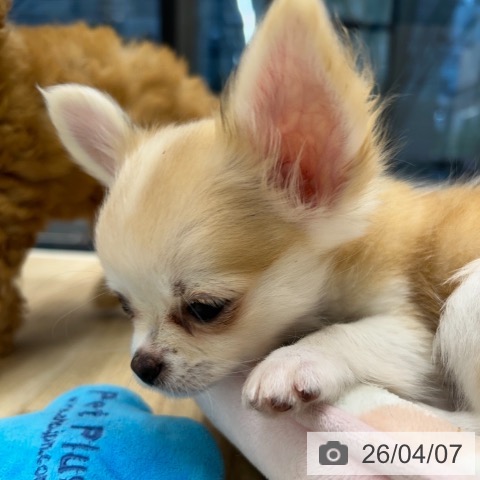 神奈川県のチワワ(ロング) (ペットプラス 武蔵小杉店/2026年1月20日生まれ/男の子/フォーンホワイト)の子犬の4枚目の画像