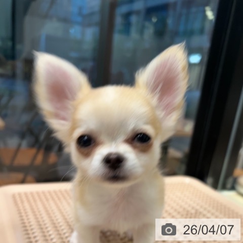 神奈川県のチワワ(ロング) (ペットプラス 武蔵小杉店/2026年1月20日生まれ/男の子/フォーンホワイト)の子犬の3枚目の画像