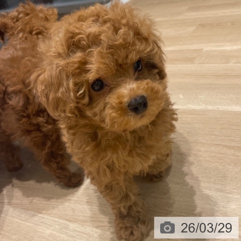 長野県のトイプードル(トイ) (ペットプラス 須坂店/2026年1月20日生まれ/女の子/アプリコット)の子犬の4枚目の画像