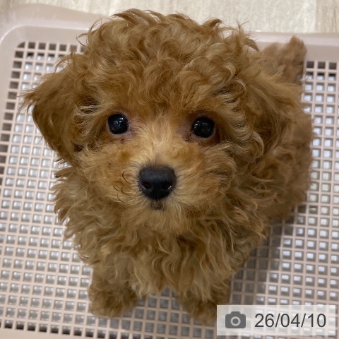 長野県のトイプードル(トイ) (ペットプラス 須坂店/2026年1月20日生まれ/女の子/アプリコット)の子犬の4枚目の画像