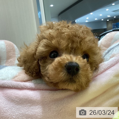 トイ・プードルの写真