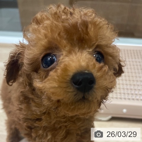 長野県のトイプードル(トイ) (ペットプラス 須坂店/2026年1月20日生まれ/女の子/レッド)の子犬の4枚目の画像