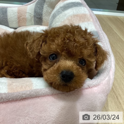 トイ・プードルの写真