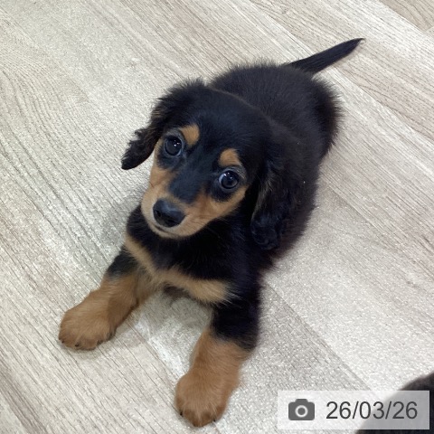 カニーンヘン・ダックスフンドの写真