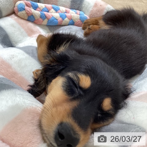 神奈川県のカニンヘンダックスフンド(ロング) (ペットプラス ゆめが丘ソラトス店/2026年1月18日生まれ/男の子/ブラックタン)の子犬の4枚目の画像