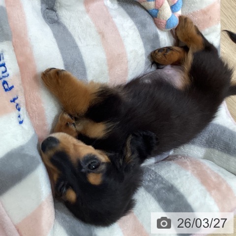 神奈川県のカニンヘンダックスフンド(ロング) (ペットプラス ゆめが丘ソラトス店/2026年1月18日生まれ/男の子/ブラックタン)の子犬の3枚目の画像