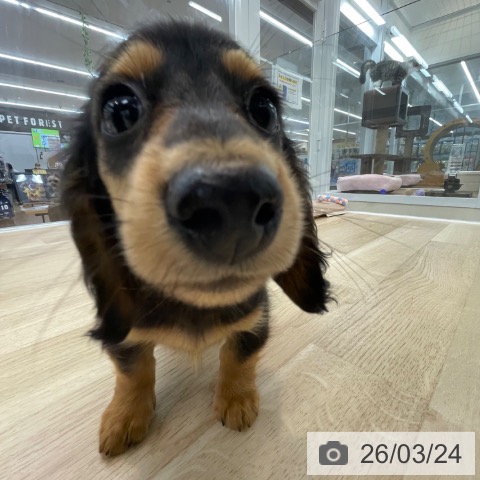 カニーンヘン・ダックスフンドの写真