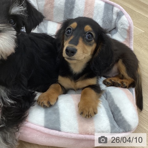 神奈川県のカニンヘンダックスフンド(ロング) (ペットプラス 相模原並木店/2026年1月18日生まれ/男の子/ブラックタン)の子犬の4枚目の画像