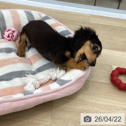 神奈川県のカニンヘンダックスフンド(ロング) (ペットプラス 相模原並木店/2026年1月18日生まれ/男の子/ブラックタン)の子犬の4枚目の画像