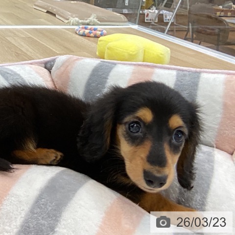 カニーンヘン・ダックスフンドの写真